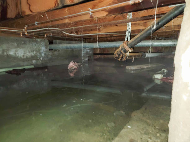 Best Ceiling water damage repair  in Albion, PA